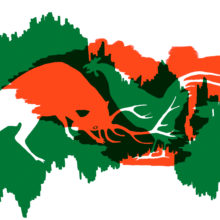 cerf-coq